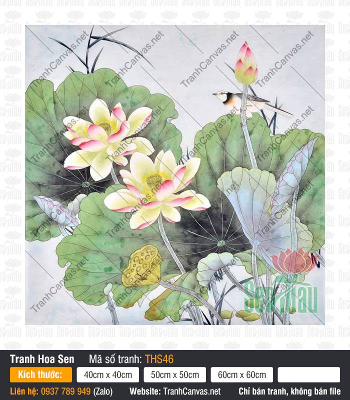 Hình Ảnh Hoa Sen Đẹp THS46 Hình Ảnh Hoa Sen Đẹp THS46 cùng chú chim nhỏ đậu trên nụ sen rực rỡ