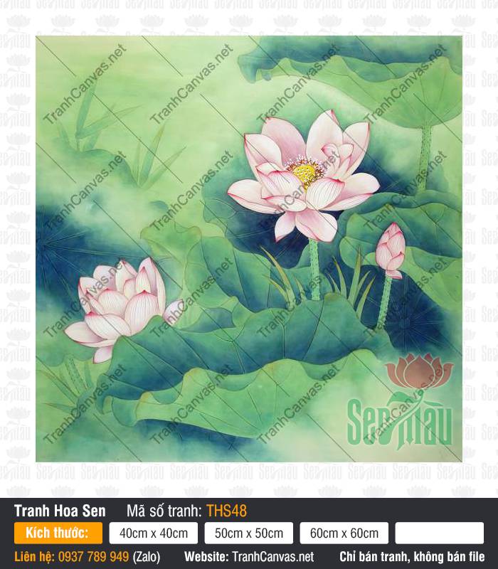 Hình Ảnh Hoa Sen Siêu Đẹp THS48 Khung Hình Ảnh Hoa Sen Siêu Đẹp THS48 nở rộ với sắc hồng tinh khôi thanh tao