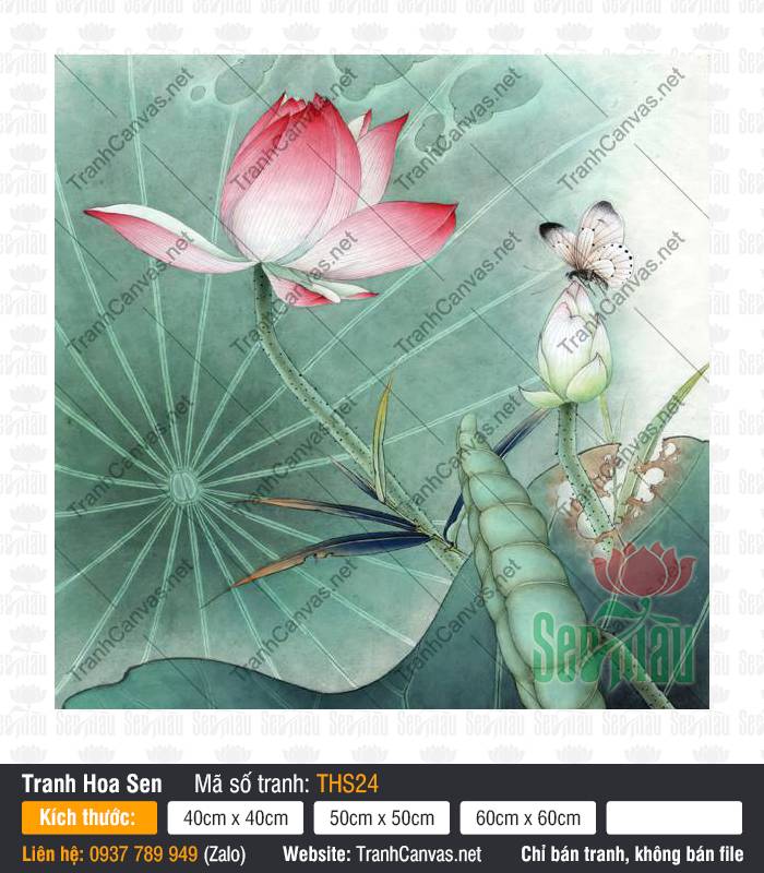 Hình Hoa Sen Đẹp Nhất THS24 Hình Hoa Sen Đẹp Nhất THS24 tả thực đóa sen hồng và nụ trắng cùng cánh bướm