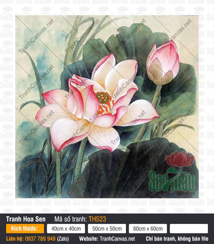 Hình Hoa Sen Đẹp THS23 Hình Hoa Sen Đẹp THS23, đóa sen hồng bung nở rực rỡ trên nền lá xanh thẫm