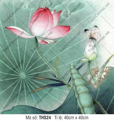 Hình Hoa Sen Đẹp Nhất THS24, đóa sen hồng và nụ trắng thanh tao Hình Hoa Sen Đẹp Nhất THS24, đóa sen hồng và nụ trắng thanh tao
