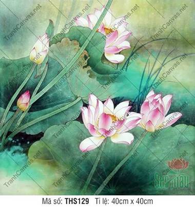 Hình Hoa Sen Đẹp THS129, Sắc Hồng Thanh Khiết Rạng Rỡ Hình Hoa Sen Đẹp THS129, Sắc Hồng Thanh Khiết Rạng Rỡ