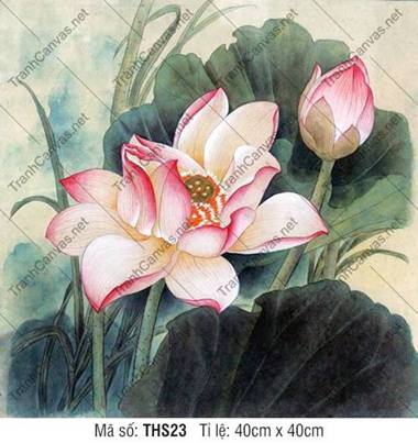 Hình Hoa Sen Đẹp THS23, sắc hồng bung nở nghệ thuật Hình Hoa Sen Đẹp THS23, sắc hồng bung nở nghệ thuật