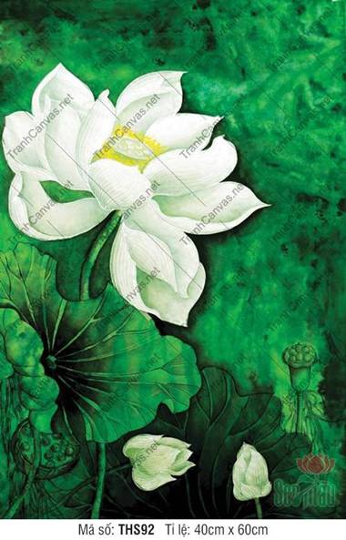 Hình Hoa Sen Trắng THS92, đóa sen ngọc ngà bên mảng lá xanh